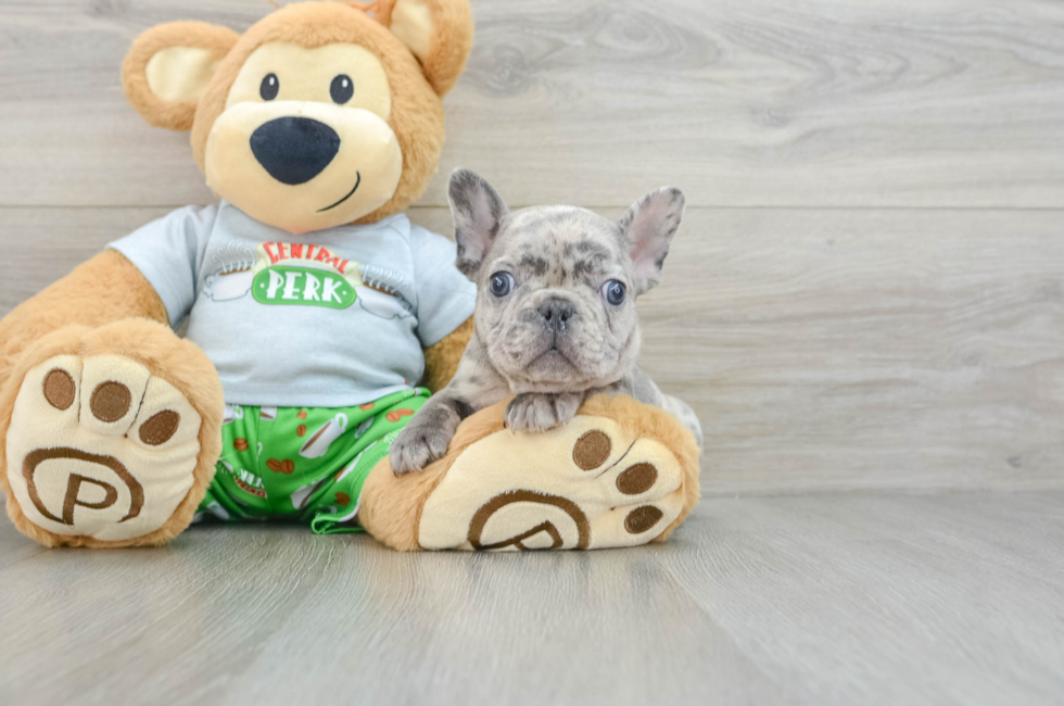 8 week old French Bulldog Puppy For Sale - Simply Southern Pups