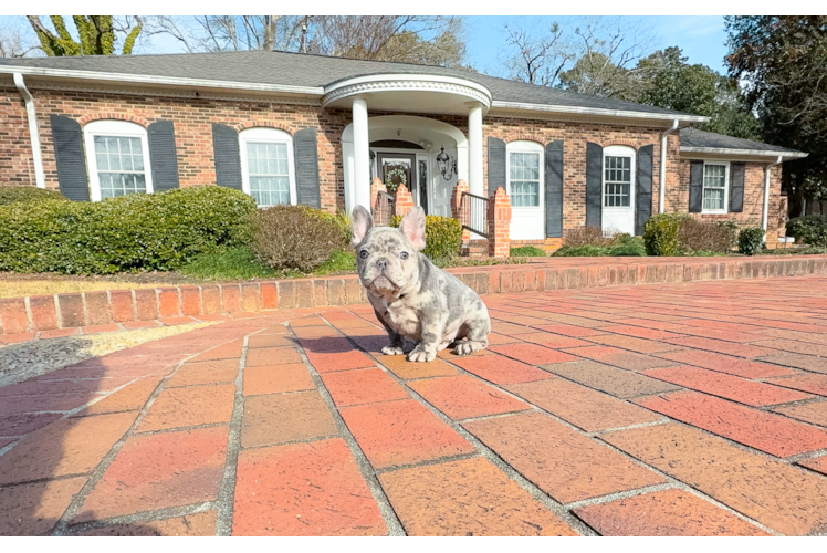 Cute French Bulldog Purebred Pup