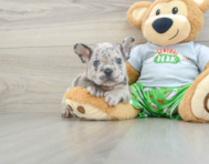 8 week old French Bulldog Puppy For Sale - Simply Southern Pups