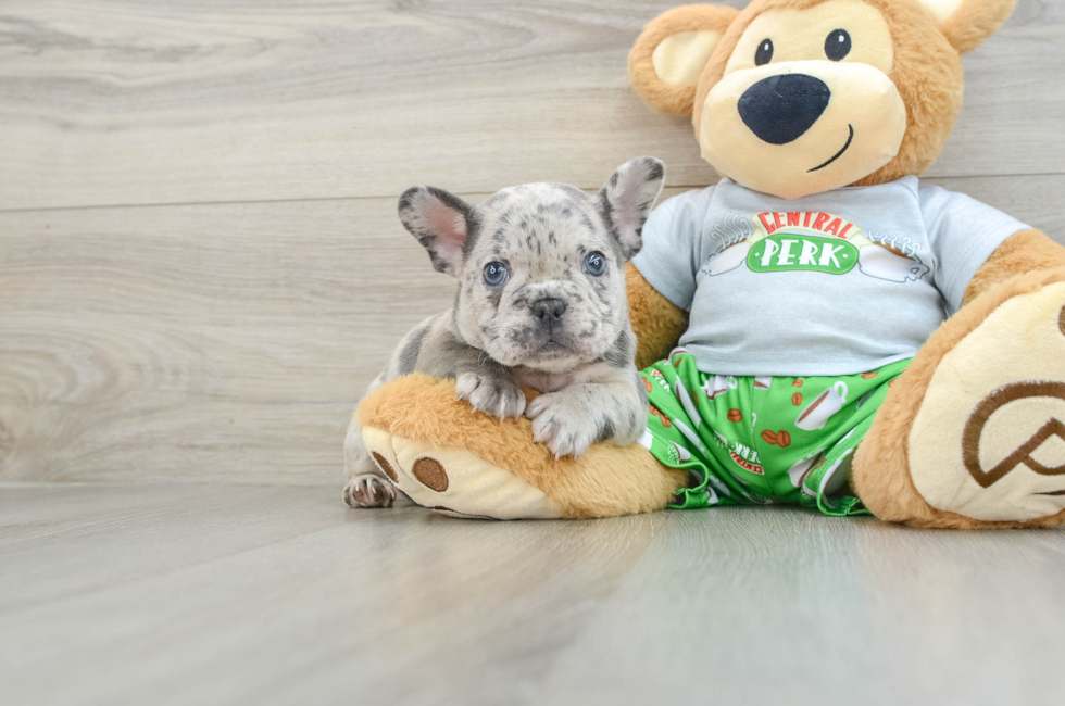 8 week old French Bulldog Puppy For Sale - Simply Southern Pups