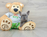 8 week old French Bulldog Puppy For Sale - Simply Southern Pups