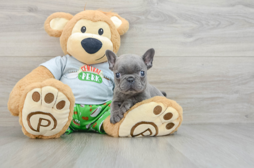 8 week old French Bulldog Puppy For Sale - Simply Southern Pups