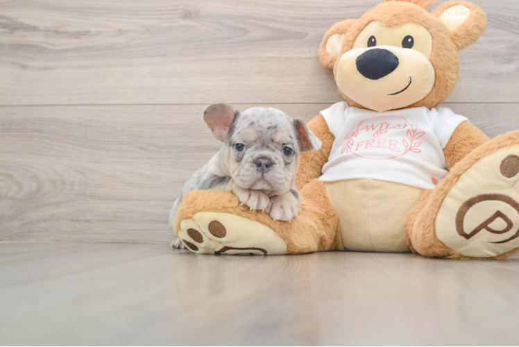 Best French Bulldog Baby