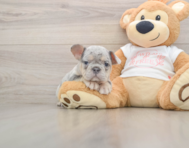6 week old French Bulldog Puppy For Sale - Simply Southern Pups