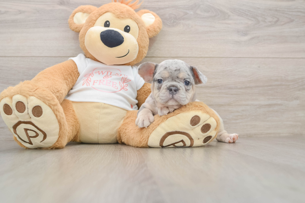French Bulldog Pup Being Cute