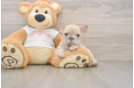 Best French Bulldog Baby