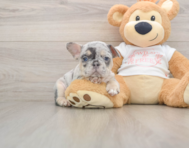 9 week old French Bulldog Puppy For Sale - Simply Southern Pups