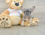 6 week old French Bulldog Puppy For Sale - Simply Southern Pups