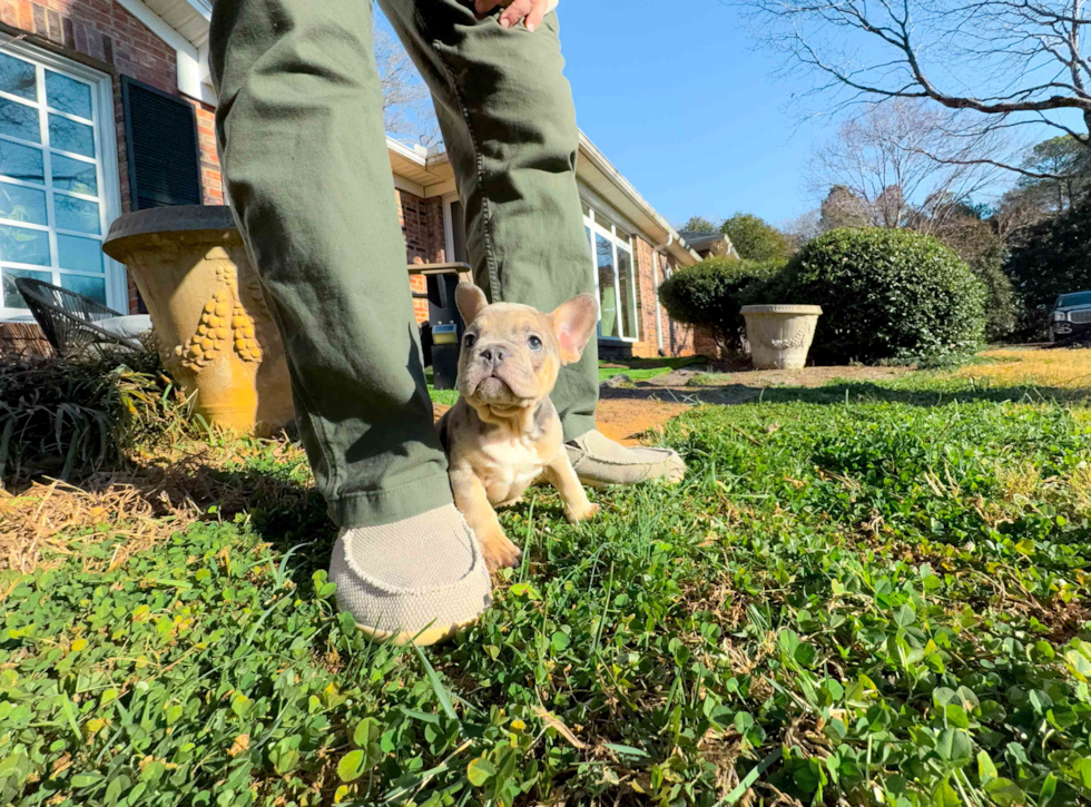 Cute French Bulldog Baby