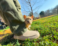 10 week old French Bulldog Puppy For Sale - Simply Southern Pups