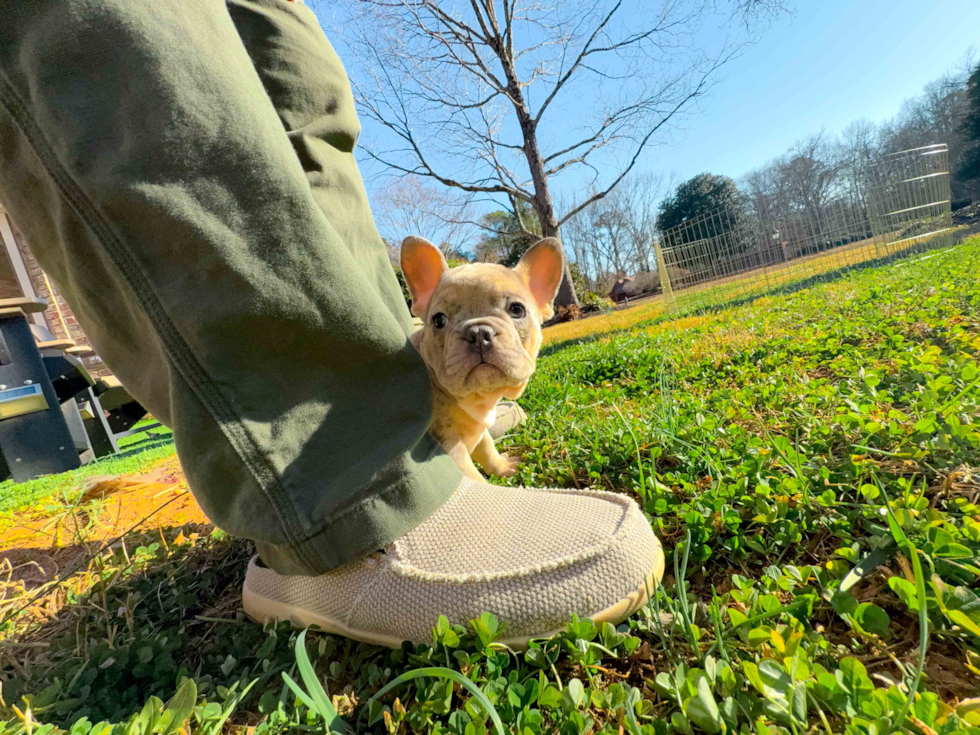 Best French Bulldog Baby