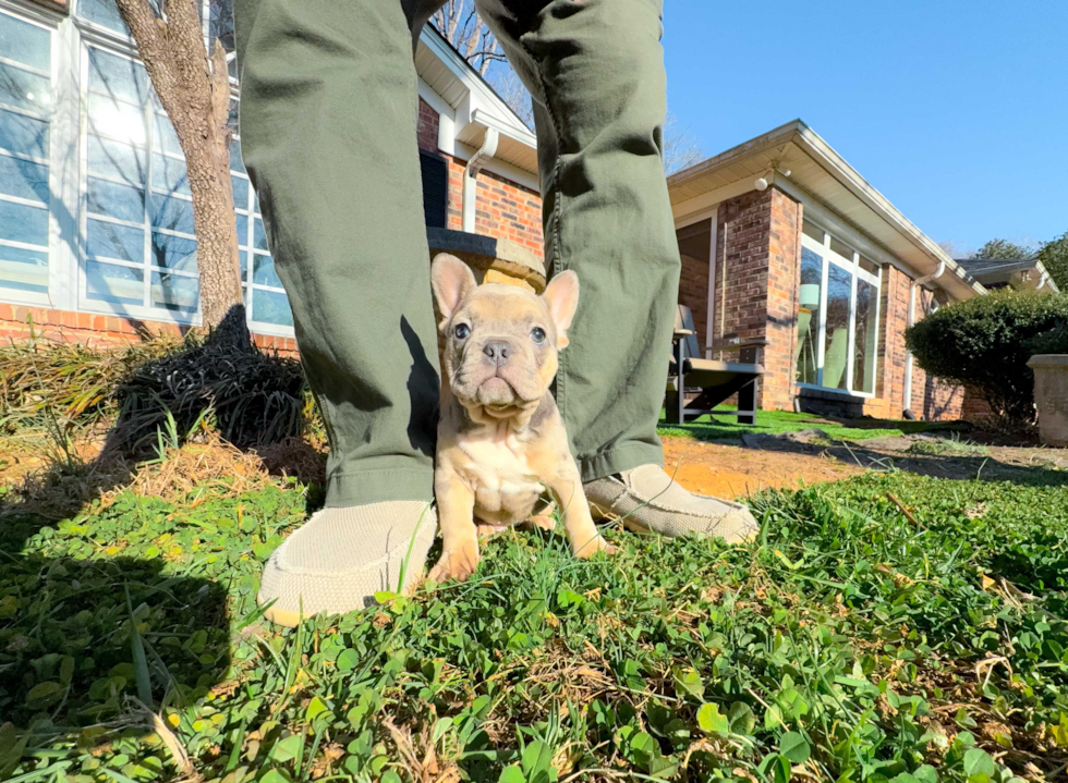 Cute Frenchie Purebred Puppy