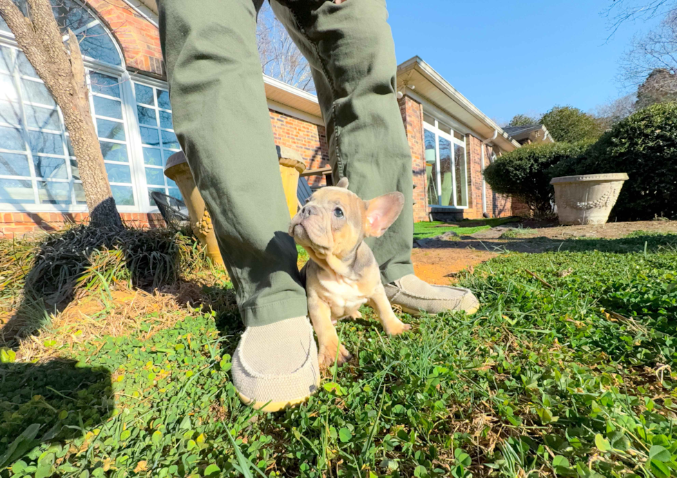 Cute French Bulldog Purebred Pup