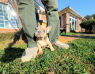 11 week old French Bulldog Puppy For Sale - Simply Southern Pups