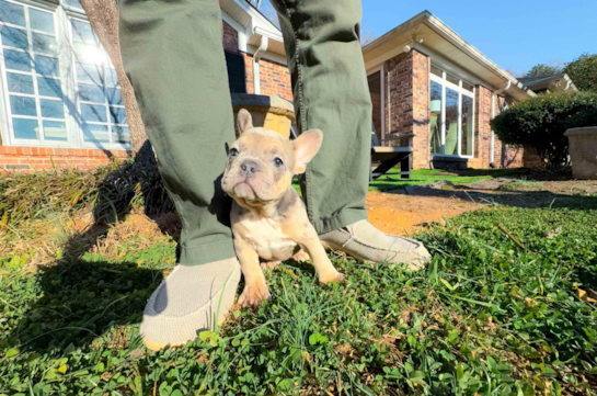 Best French Bulldog Baby