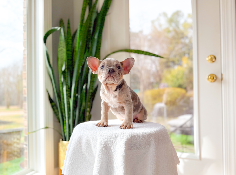 French Bulldog Puppy for Adoption