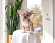 12 week old French Bulldog Puppy For Sale - Simply Southern Pups