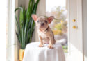 French Bulldog Pup Being Cute