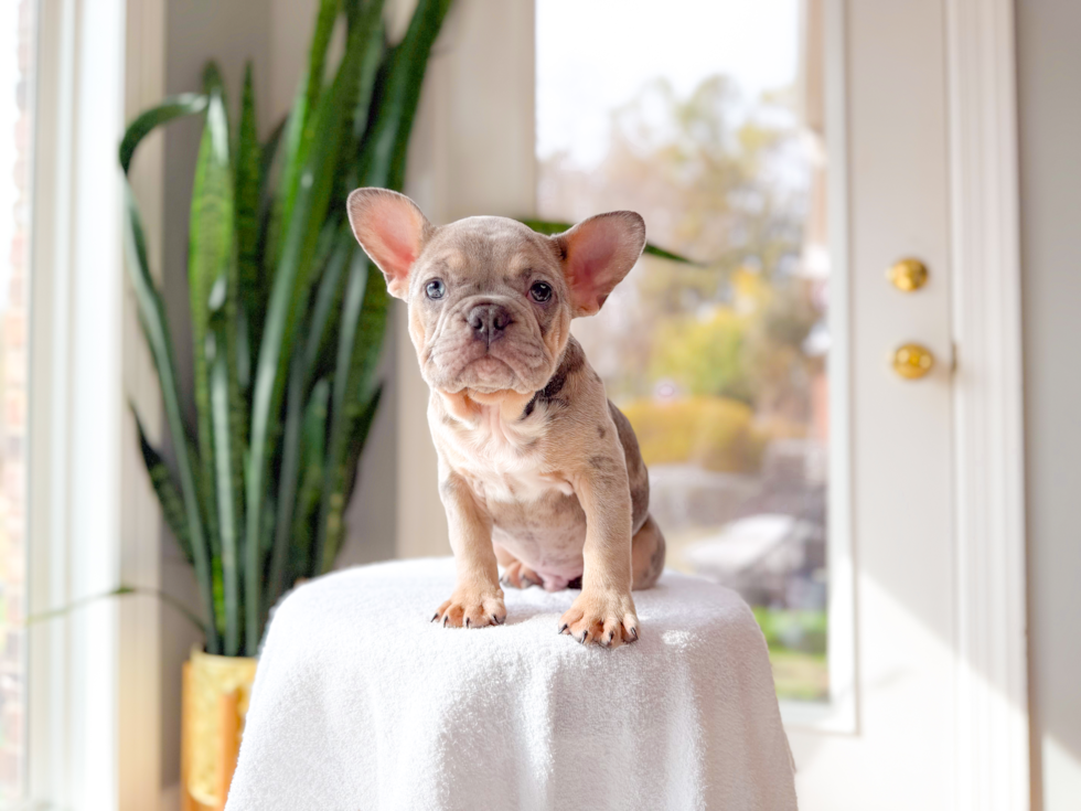 French Bulldog Pup Being Cute