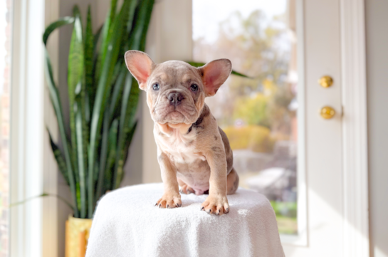 French Bulldog Pup Being Cute
