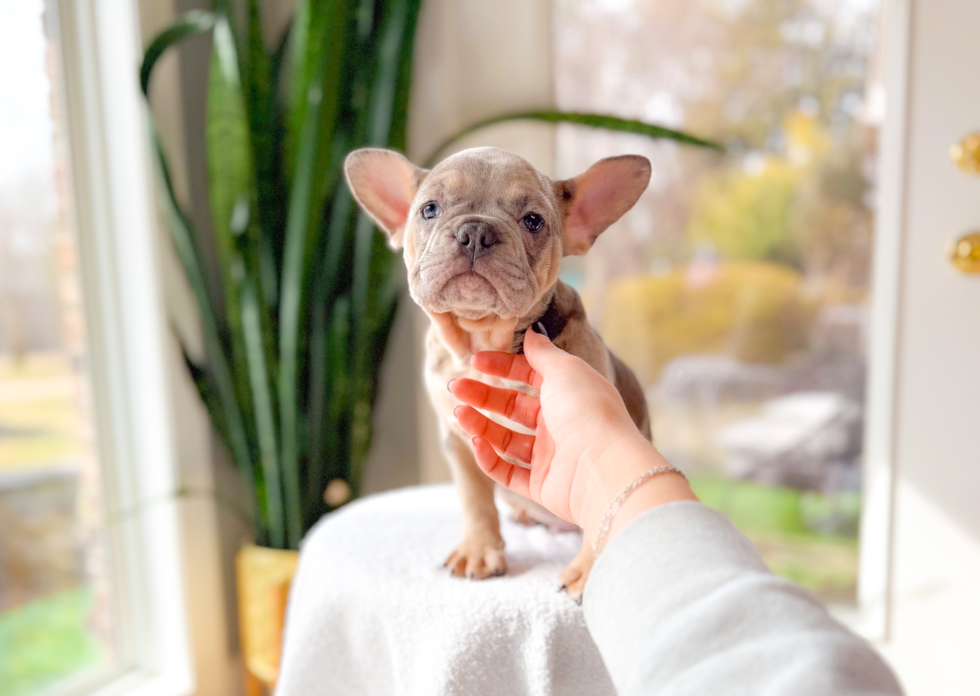 Cute Frenchie Purebred Puppy