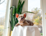 13 week old French Bulldog Puppy For Sale - Simply Southern Pups