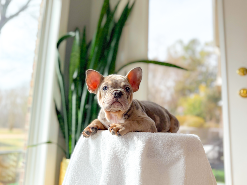 French Bulldog Pup Being Cute