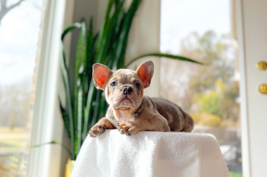 French Bulldog Pup Being Cute