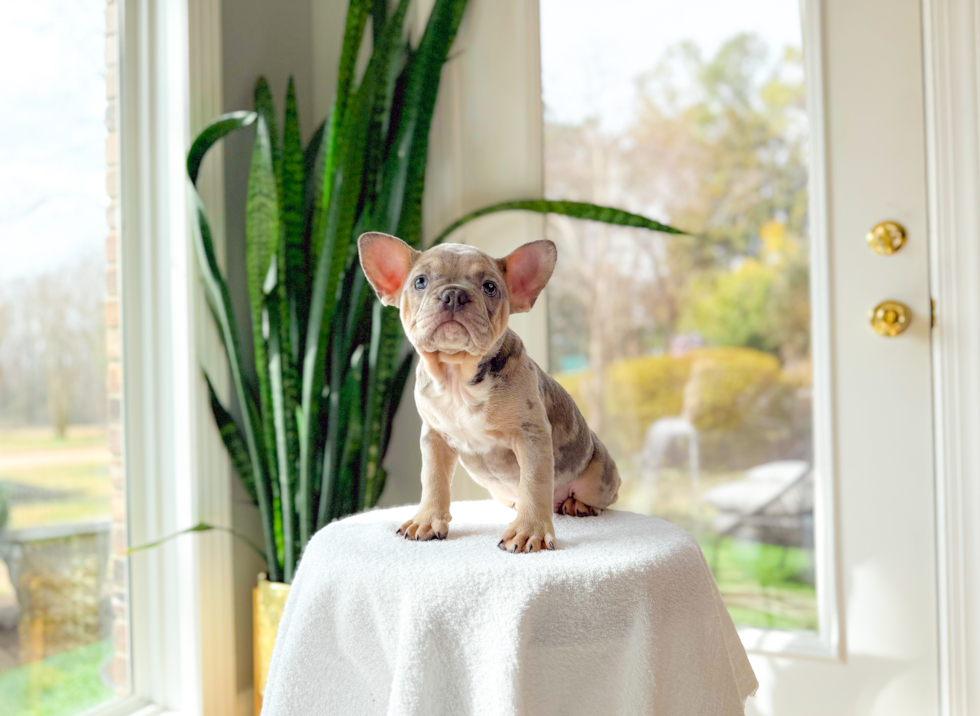 Best French Bulldog Baby