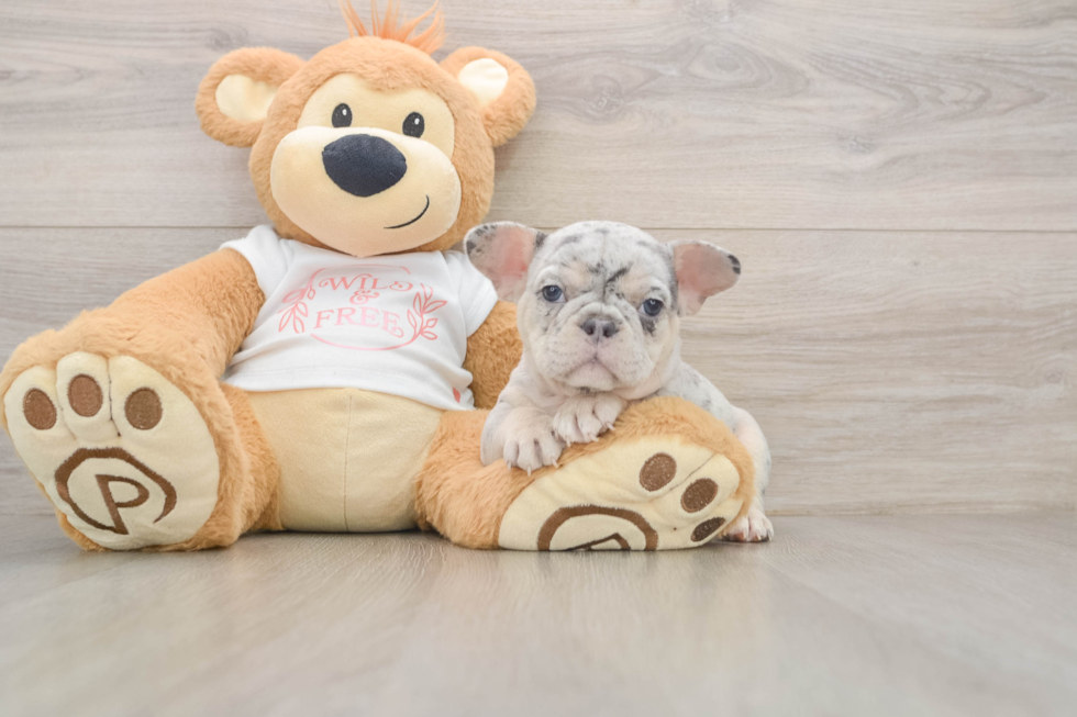 French Bulldog Puppy for Adoption