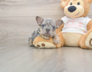6 week old French Bulldog Puppy For Sale - Simply Southern Pups