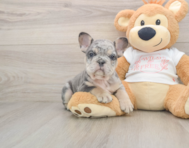 6 week old French Bulldog Puppy For Sale - Simply Southern Pups