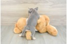 Best French Bulldog Baby