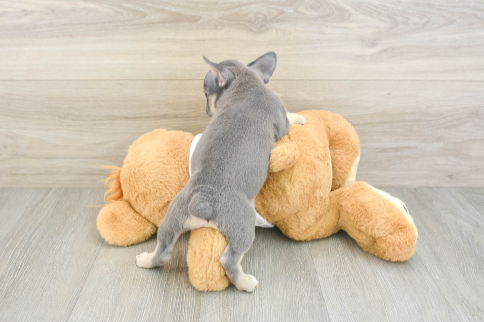 Best French Bulldog Baby