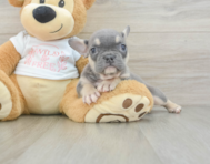 9 week old French Bulldog Puppy For Sale - Simply Southern Pups