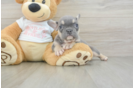 French Bulldog Puppy for Adoption