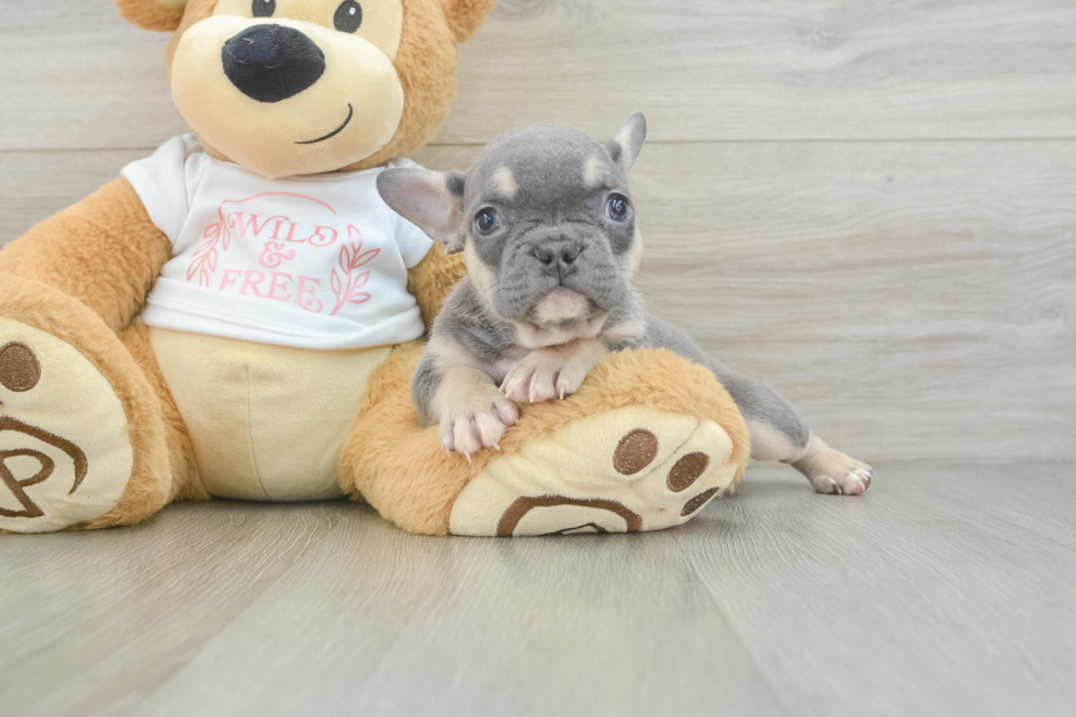 French Bulldog Puppy for Adoption
