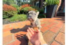 French Bulldog Puppy for Adoption