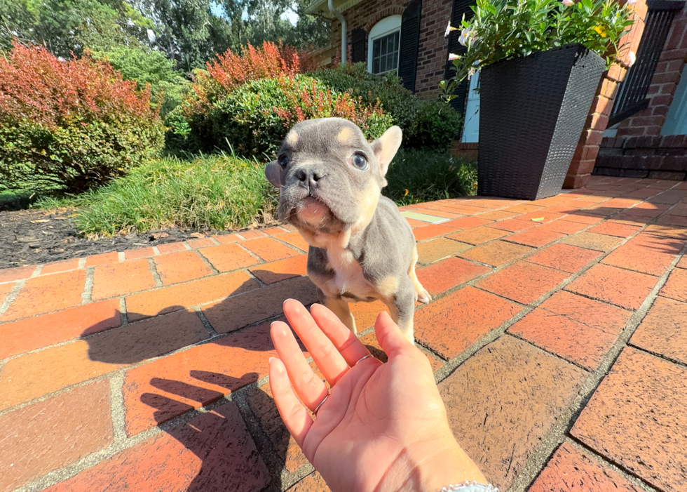 French Bulldog Puppy for Adoption