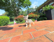 10 week old French Bulldog Puppy For Sale - Simply Southern Pups