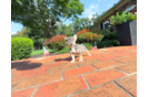 Cute Frenchie Purebred Puppy