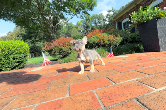 Cute Frenchie Purebred Puppy