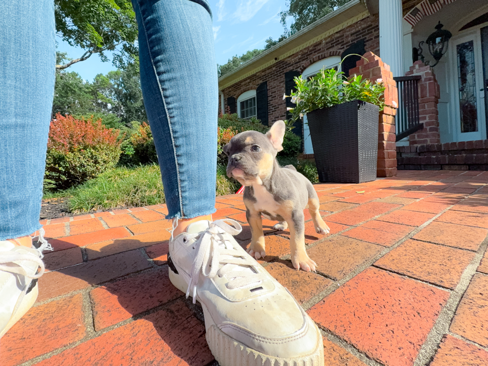 Cute French Bulldog Baby