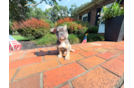 Best French Bulldog Baby