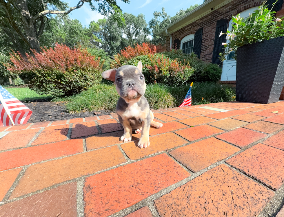 Best French Bulldog Baby