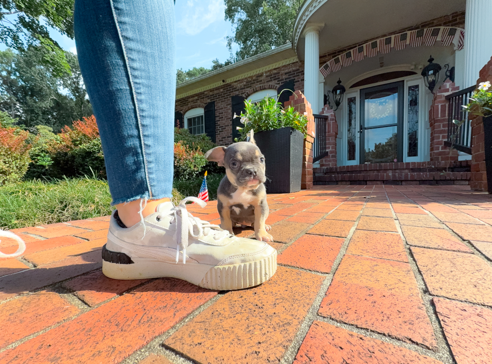 Cute Frenchie Purebred Puppy