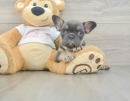 6 week old French Bulldog Puppy For Sale - Simply Southern Pups