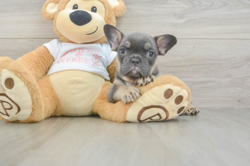 6 week old French Bulldog Puppy For Sale - Simply Southern Pups