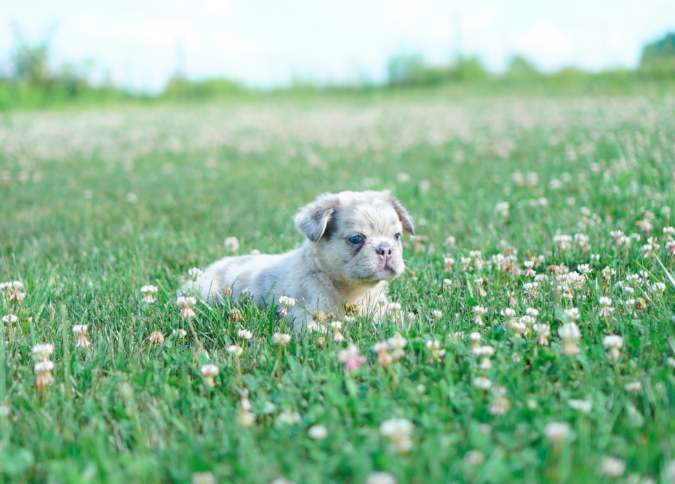 Best French Bulldog Baby