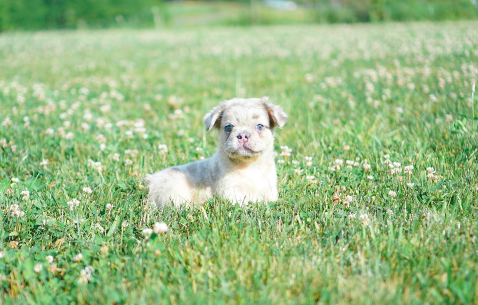 Cute French Bulldog Baby